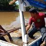 Lumba-lumba Tersangkut Mangrove di Sungai Wanggu Kendari, Mati Saat Dilepasliarkan