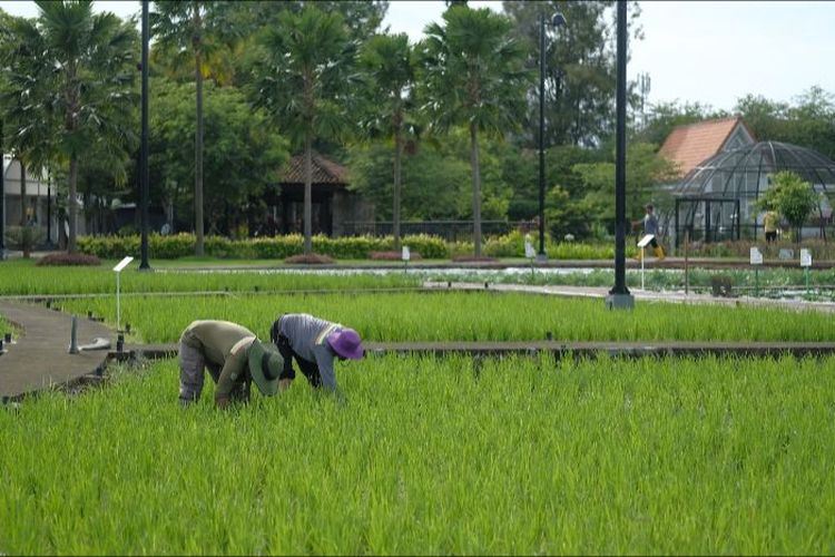 Ilustrasi petani sedang bekerja di sawah.