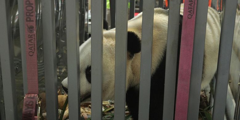 Sepasang panda (Ailuropada melanoleuca) hasil pengembangbiakan China Wildlife Conservation Association (CWCA) dengan nama Cai Tao (jantan) dan Hu Chun (betina) tiba di Terminal Kargo Bandara Soekarno-Hatta, Tangerang, Banten, Kamis (28/9/2017). Indonesia secara resmi menjadi negara ke-16 di dunia dan negara ke-4 di Asia Tenggara yang mendapatkan peminjaman pengembangbiakan Giant Panda.
