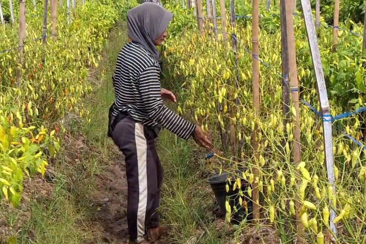 Hujan deras yang terjadi beberapa hari terakhir menjadikan cabai milik petani di Desa Dadapan, Kecamatan Kendal, Kabupaten Ngawi layu dam membusuk.  