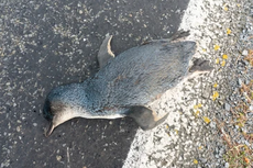 Ratusan Spesies Penguin Terkecil di Dunia Mati Terdampar, Diduga akibat Perubahan Iklim 