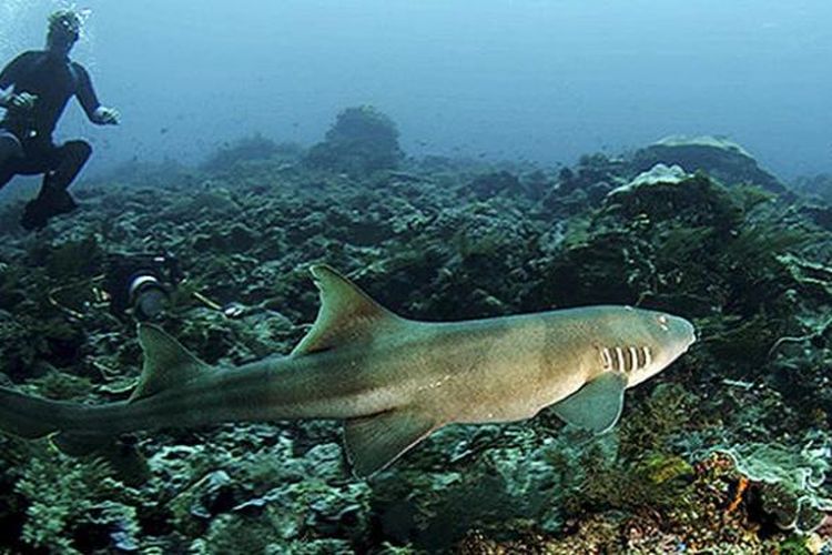 Taman Laut Selat Pantar Alor, Nusa Tenggara Timur, memiliki keunikan sendiri. Berbagai jenis karang dan tumbuhan laut ditemukan di tempat tersebut dengan berbagai ragam warna. Pada sore dan pagi hari, ratusan lumba-lumba menari di permukaan air laut di sekitar pulau-pulau kecil yang mengelilingi selat itu. Foto diambil pada Kamis (27/10/2016).