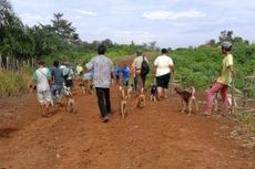 700 Ekor Anjing Ikut Berburu Babi Hutan Massal di Bengkulu