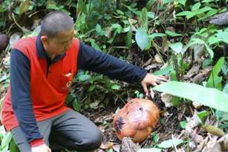 Warga melihat tunas bunga padma atau yang biasa dikenal dengan sebutan Rafflesia arnoldii di Pal 50 Taman Nasional Bukit Barisan Selatan, Lampung, Minggu (31/1/2016). Bunga padma merupakan salah satu flora Nusantara yang menjadi identitas Indonesia.