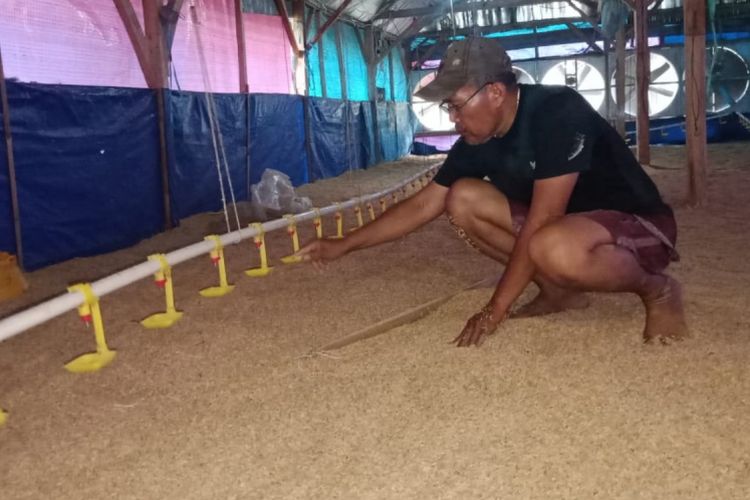 Peternak ayam di Sumedang memberikan pakan, Senin (25/2/2019). Anjloknya harga di tingkat peternak tak sebanding dengan biaya operasional yang harus dikeluarkan. AAM AMINULLAH/KOMPAS.com