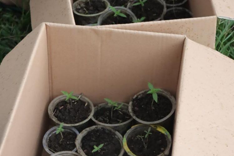 Bibit ganja yang ditemukan di sebuah lahan di dekat Situ Cangkuang, Selasa (31/01/2023) (Dok Polres Garut)