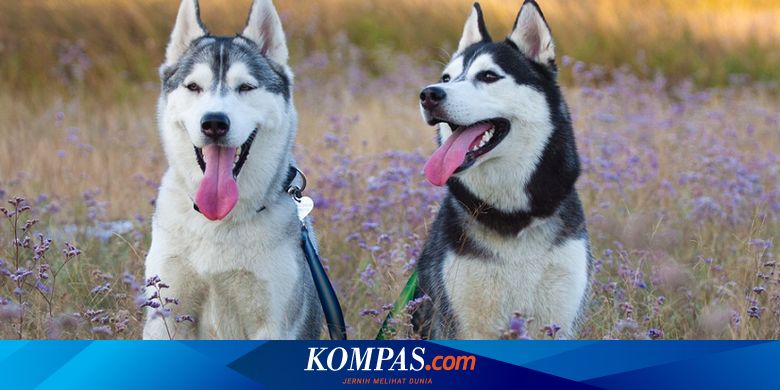 Bermain Dengan Anjing Tetangga Tangan Bocah Usia 4 Tahun Di As Putus