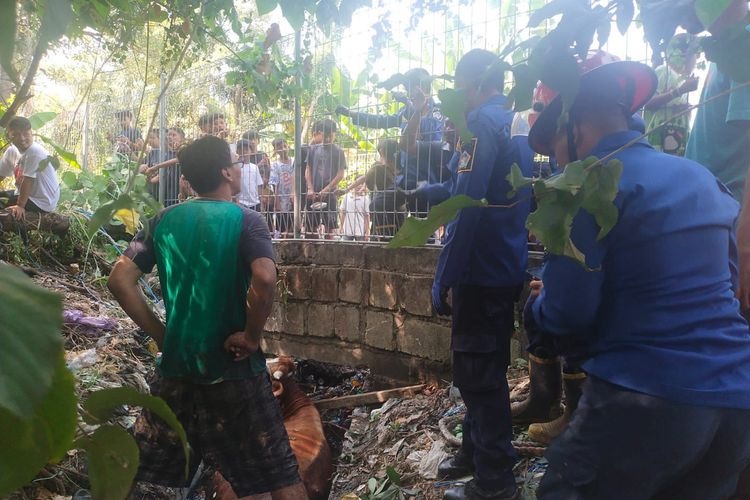 Sapi yang terjebak pada selokan di RT02/RW09 Dusun Njegong, Kelurahan Singosari, Kecamatan Kebomas, Gresik, Jawa Timur, Minggu (16/6/2024).