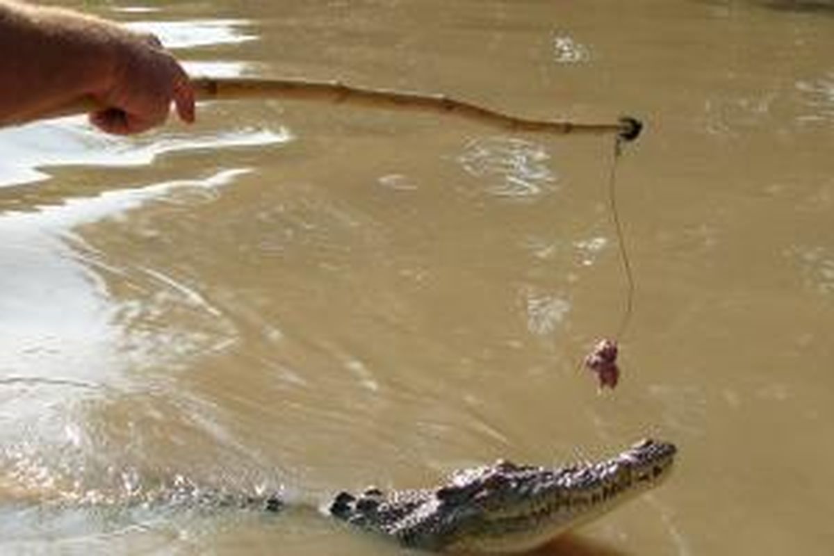 Memancing buaya dengan daging di Sungai Adelaide Cruise, Australia Utara.