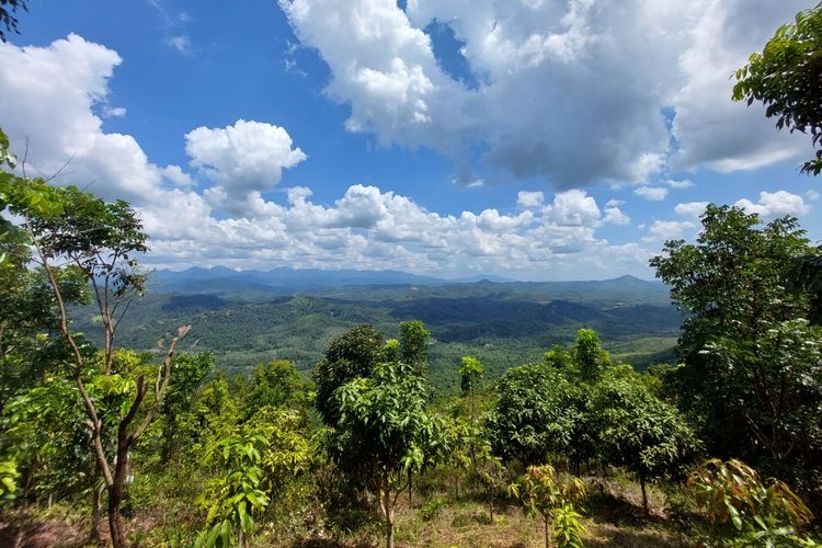 A general view of tropical rainforest park in South Kalimantan. 