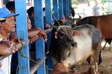 Bagaimana Cara Mengecek Kesehatan dan Memelihara Hewan Kurban? Ini Panduan Lengkapnya...