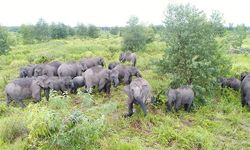 Begini Cara APP Sinar Mas Pertahankan Populasi Gajah Indonesia yang Kritis