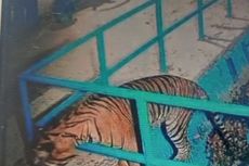 Harimau Tercebur di Bendungan Air di Pasaman Barat, BKSDA Bersuara