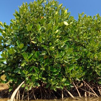 Ilustrasi pohon mangrove. 