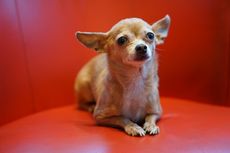 Berapa Lama Usia Hidup Anjing Chihuahua? Ini Penjelasannya