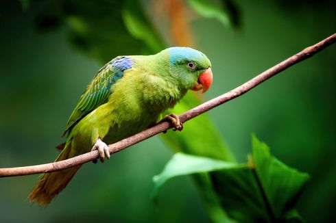 5 Cara Mencegah Kebosanan pada Burung Peliharaan