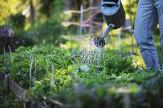 6 Cara Menanam Tanaman Sayur di Kebun agar Tumbuh Subur