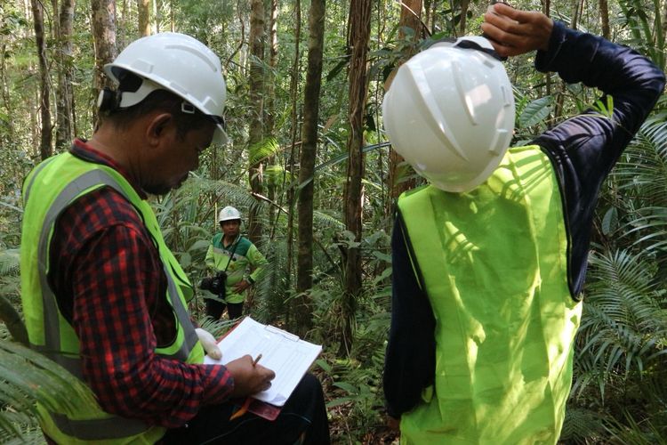 Survei Pemantauan Wilayah Ekologi yang dilakukan pada September 2023 juga mendapati bahwa Indeks Keanekaragaman Jenis, Indeks Kemerataan, dan Indeks Kekayaan Jenis termasuk dalam kategori tinggi. Tumbuhan bawah dan epifit juga ditemukan melimpah.
