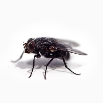 Ilustrasi lalat.