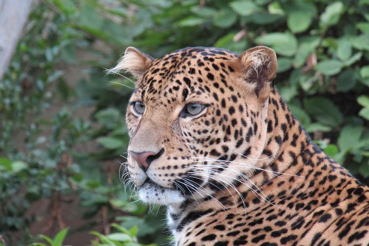 Macan tutul Jawa (Panthera pardus melas).