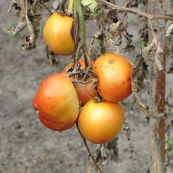 Ilustrasi busuk buah tomat