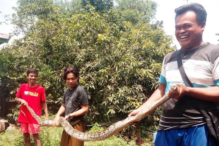 Warga Kampung Kandang Sapi, Cilaku, Kabupaten Cianjur, Jawa Barat memerlihatkan ular piton sepanjang 4 meter yang berhasil ditangkap mereka di sebuah saluran air pinggir gang.