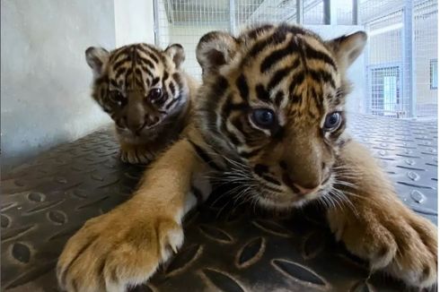 2 Bayi Harimau Sumatera Lahir di Kebun Binatang Perancis, Dinamai Rimba dan Toba