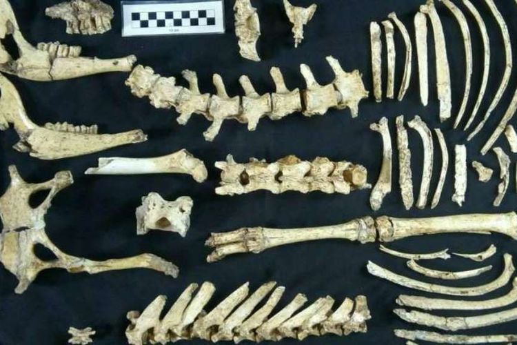 Hampir 70 persen tulang rusa prasejarah Morenelaphus ditemukan dalam sebuah fosil.