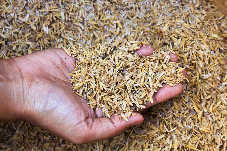 Ilustrasi sekam padi.