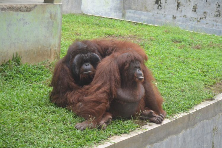 Dua individu orangutan kalimantan (Pongo pygmaeus) bernama Diimba dan Hamidah ini menjadi salah satu daya tarik di Medan Zoo yang pada tanggal 5 Juli mulai kembali dibuka setelah ditutup untuk mencegah penyebaran Covid-19 sejak 23 Maret yang lalu. Selama masa uji coba penerapan new normal selama 4 hari, dimulai hari ini, pengunjung diperbolehkan masuk secara gratis.