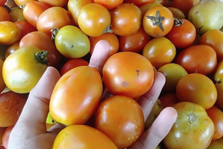 Tomat di pasar tradisional Sumbawa mengalami kenaikan sangat signifikan pada awal Ramadhan 2024. Harga tomat naik 100 persen berdasarkan pantauan di pasar pada Kamis (14/3/2024).