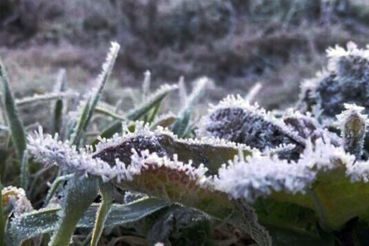 Fenomena embun es (frost) di kawasan Taman Nasional Bromo Tengger Semeru.