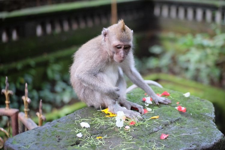 Seekor monyet dengan bunga persembahan di area gapura pura Monkey Forest.