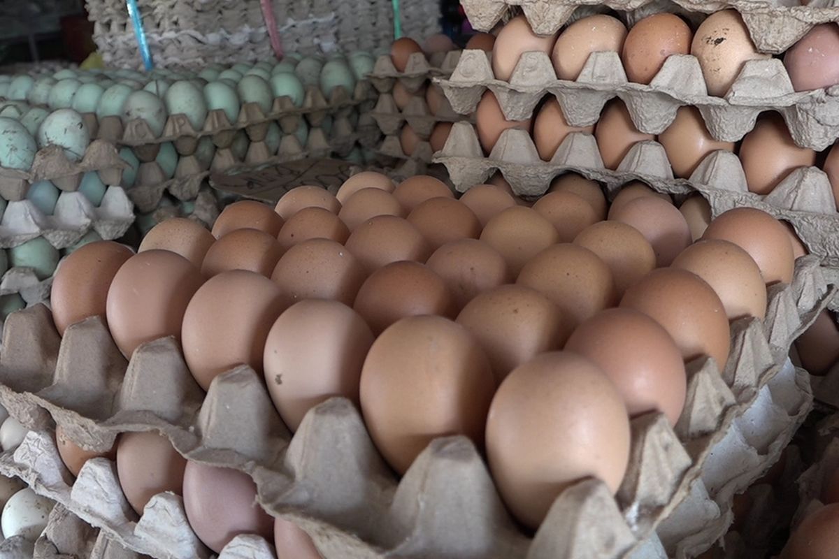 Harga Telur Ayam Ras di Pusat Niaga Kota Palopo, Sulawesi Selatan capai Rp 65.000, sementara harag telur ayam kampung dan telur itik tembus dengan harga Rp 85.000, Kamis (15/9/2022)