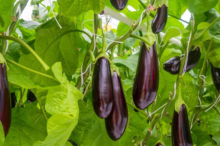 Ilustrasi terong ungu, budidaya terong ungu, menanam terong ungu. 
