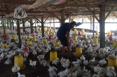 Peternak Bingung, Harga Ayam Anjlok hingga Rp 6.000 Per Kg di Tengah Wabah Corona