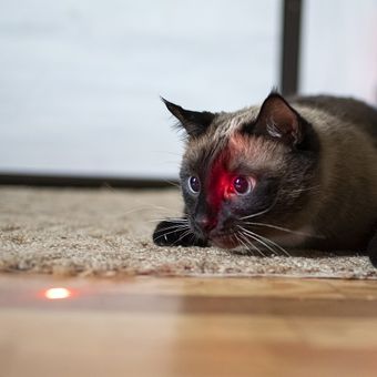 Ilustrasi kucing - Seekor anak kucing sedang bermain dengan laser pointer.