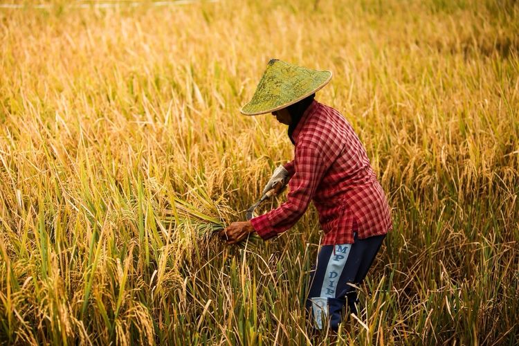 Bukan Sekadar Genjot Produksi, Perlu 3 Langkah Strategis Perkuat Sistem Pangan Nasional