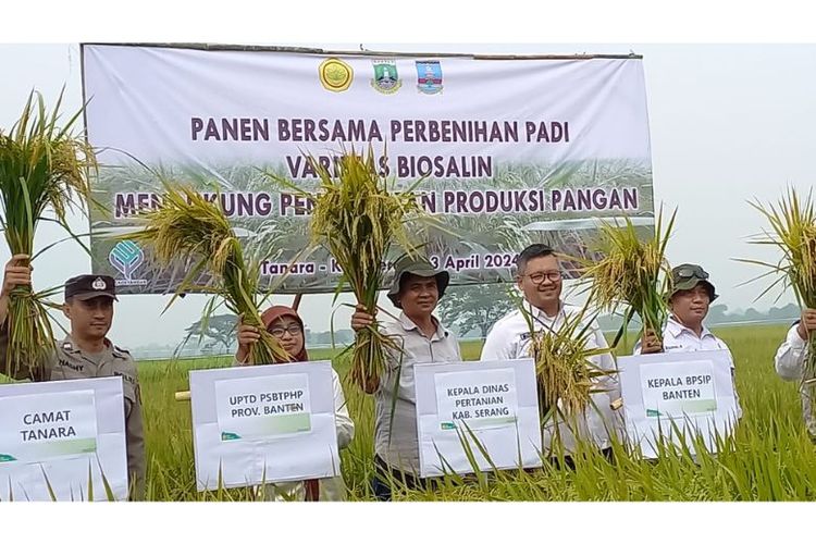 Padi varietas Biosalin yang tahan berbagai kondisi cuaca dan kondisi unsur hara dikembangkan di area Banten. 