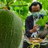 UB Kembangkan Teknologi Budidaya Melon, Menyiram Otomatis Sesuai Kebutuhan Nutrisi