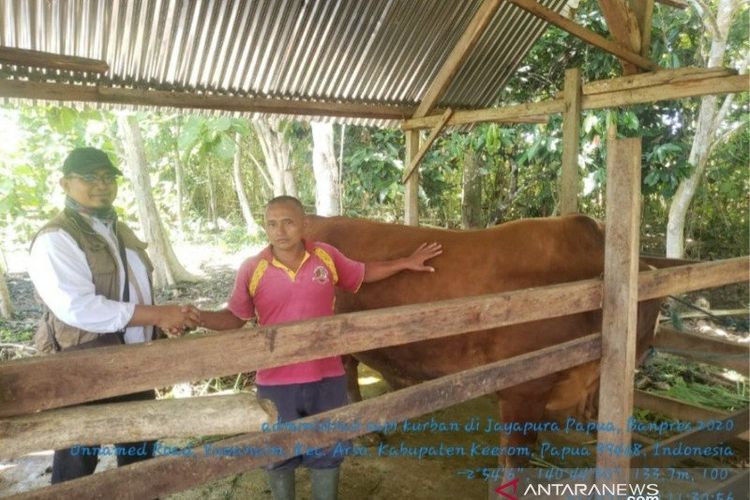 Sapi kurban dari Presiden RI yang berjenis sapi simental dengan berat 811 kilo gram milik Peternak Sunarto yang berlokasi di Arso-Keerom dengan status kesehatan bebas penyakit brucellosis (ANTARA News Papua/HO-Dinas Pertanian dan Pangan Provinsi Papua) 