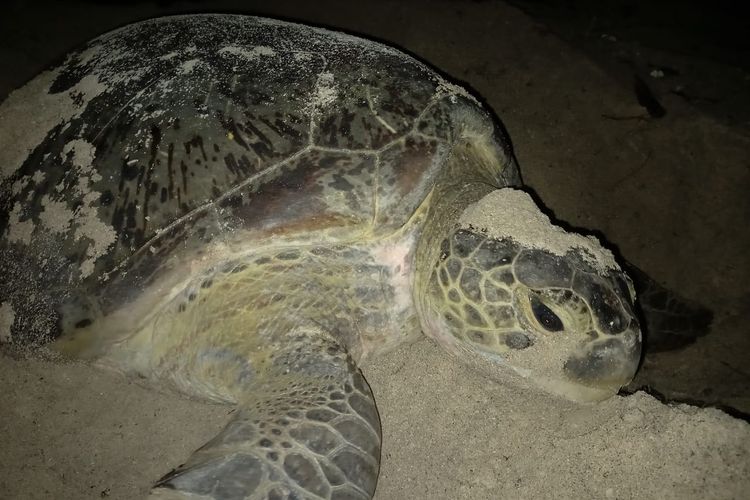 Seekor penyu hijau saat sedang menutup sarangnya usai bertelur di Pantai Pulau Sangalaki, Berau, Kaltim, Kamis (17/6/2021).