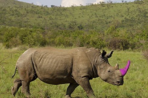 Kisah di Balik Badak Bercula Pink di Afrika Selatan