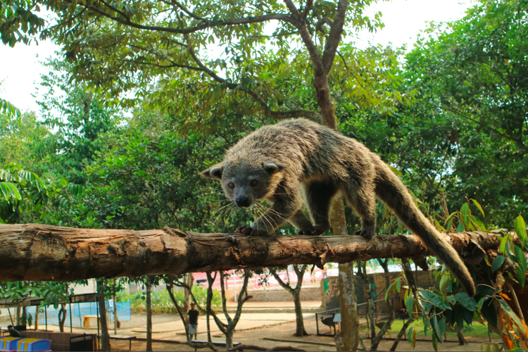 Elite Park Zoo Serang, Banten obyek wisata berupa mini zoo yang berisi koleksi satwa langka dan beragam wahana
