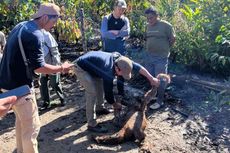 1 Orang Utan Mati Terseret Arus Banjir di Gayo Lues