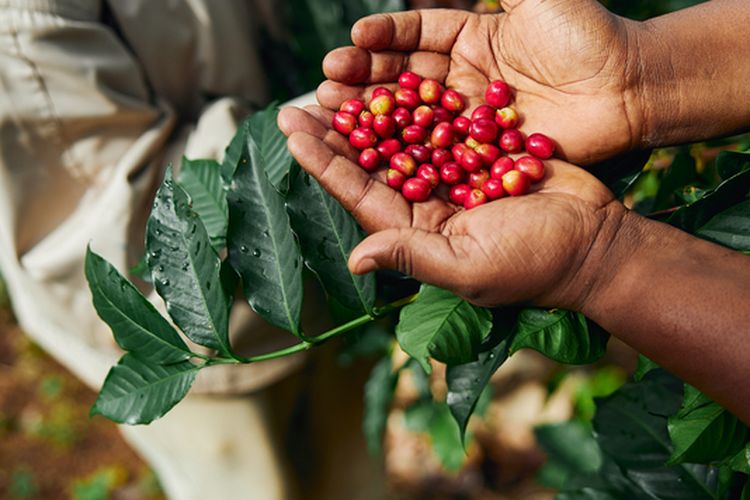 Ilustrasi petani kopi, panen kopi, tanaman kopi.