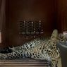 Macan Tutul Nyasar ke Hotel Bandung, Evakuasi Dramatis 3 Jam, BBKSDA Pastikan Hewan Alami Stres