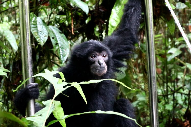 Huy Huy Siamang (Symphalagus syndactylus) seperti  menangis  saat dilepas ke alam oleh tim Tempat Penyelamatan Satwa (TPS) yang dibawahi BKSDA Jambi di Taman Nasional Kerinci Seblat tepatnya di Bukit Tapan, Selasa (22/6/2021).