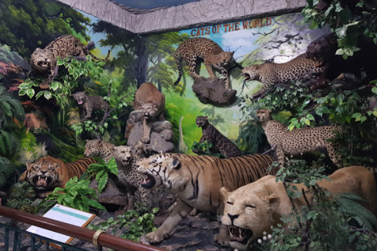  Rahmat International Wildlife Museum and Gallery, Kota Medan