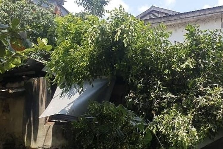 Pohon Beringin Tumbang Timpa Seorang Warga hingga Tewas di Ambon